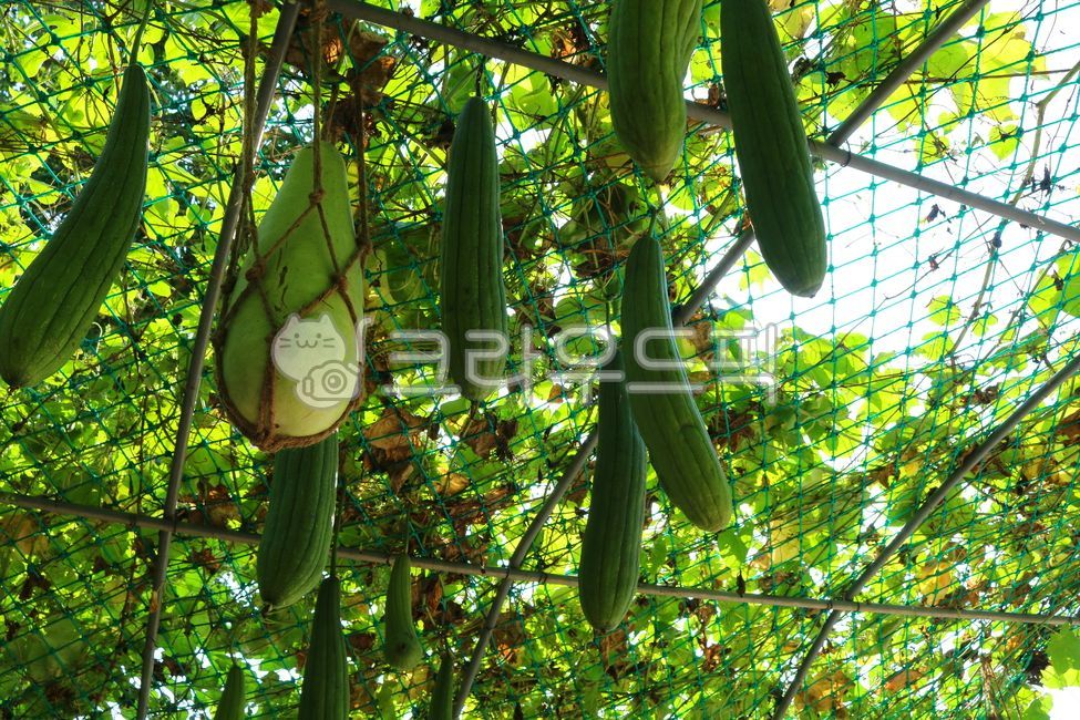 박,수세미,식물,덩굴식물,박과식물,열매,음식,재료,잎,수세미오이,자연