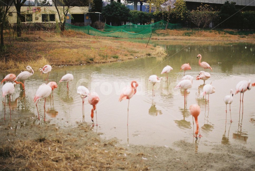 홍학,동물,학,분홍,새,감성,분위기,동물,animal,조류,새,birds