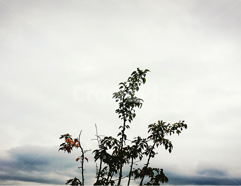 하늘,구름,나무,흐린날,흐림,비,식물,자연,plants,nature