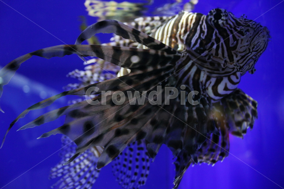 물고기,아쿠아리움,수족관,어항,해파리,파란색,동물,animal,어류,물고기,fish