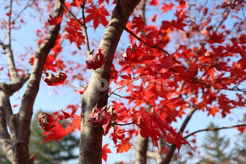 단풍,잎,나무,단풍잎,가을계절,가을,계절,fall,autumn,season