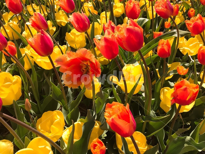 튤립,꽃,flower,plant,식물,blossom,자연,꽃밭,식물,자연,plants,nature,꽃,flower