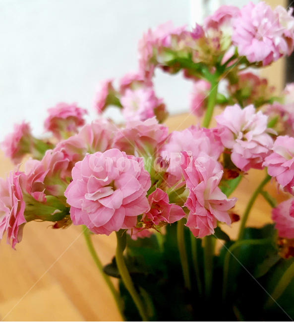plant,식물,blossom,geranium,제라늄,flower,꽃,핑크,분홍,따뜻한