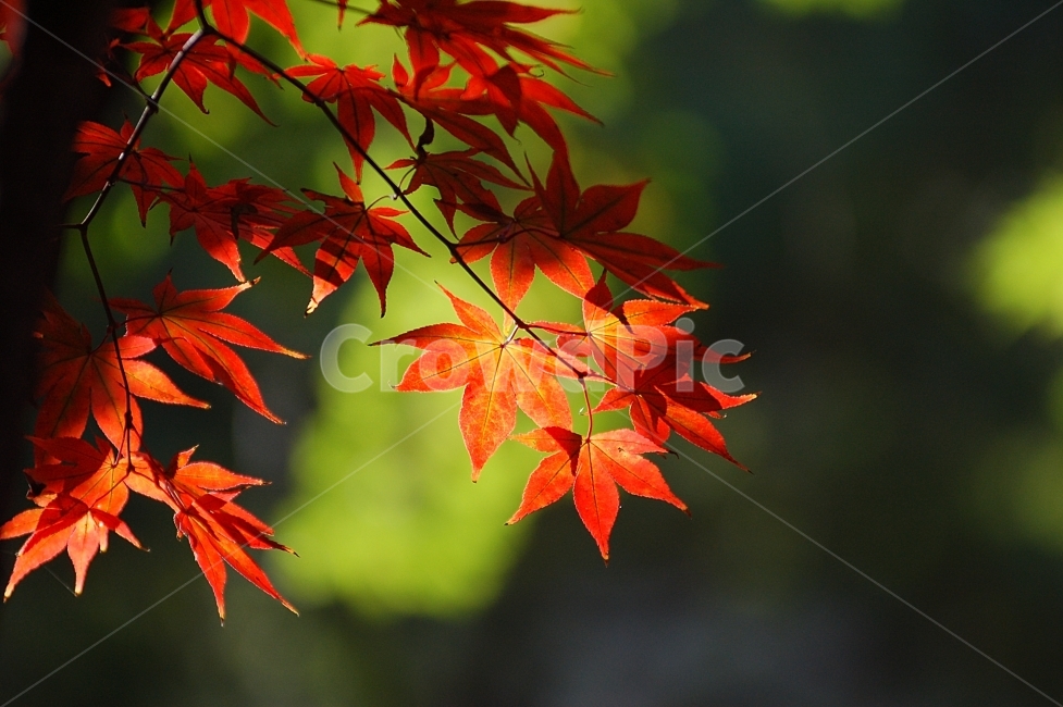 단풍,단풍잎,가을,빨강,화려함,Colorful,Autumn,계절,season,가을,계절,fall,autumn,season,식물,자연,plants,nature,plant,leaf,잎,tree,나무,maple