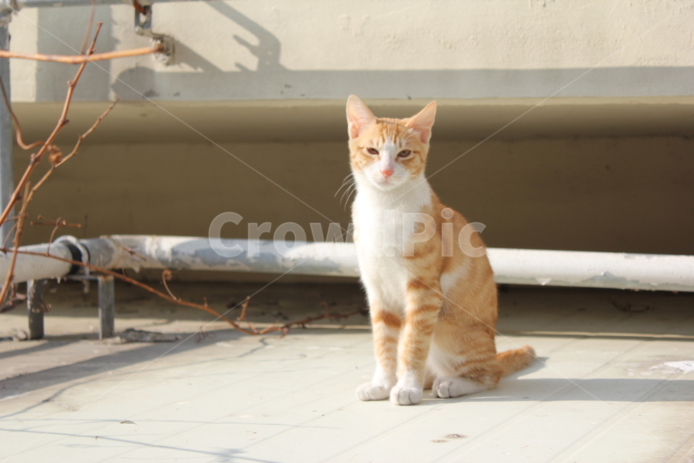 고양이,cat,길냥이,길고양이,야옹이,동물,animal,포유류,mammal,고양이,cat,kitten,kitty