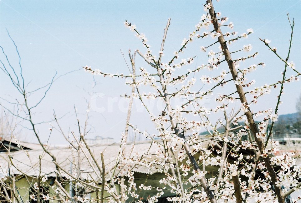 봄,매화,풍경사진,꽃사진,꽃,봄,계절,spring,season,식물,자연,plants,nature,꽃,flower,감성,sensible,feeling