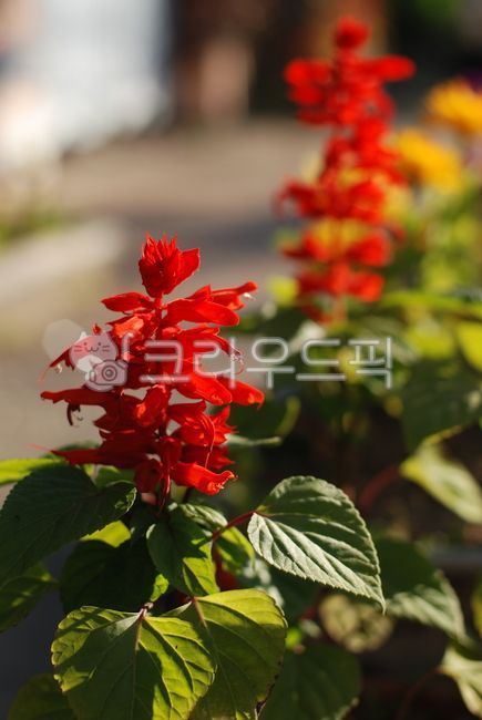 Salvia,green,red,alley,roadside,autumn
