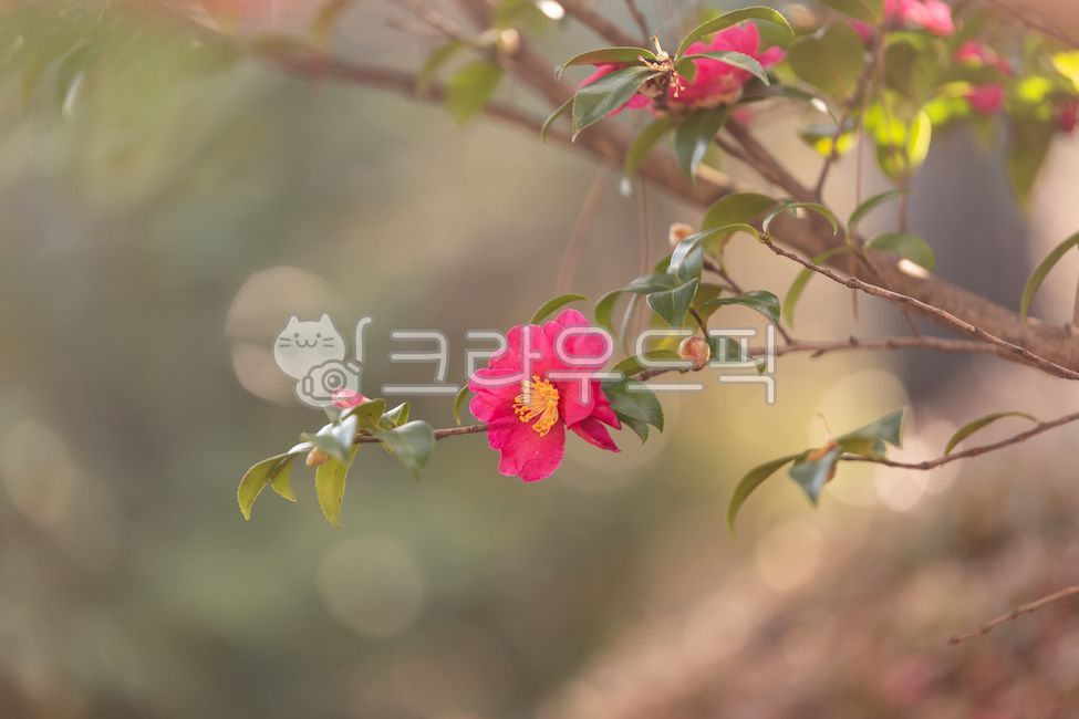 drop of light,close up,Camellia,nature,tree,winter,leaf,flower,red flower,Red,outdoor,red,petal,plants,plant,bokeh,season,camellia