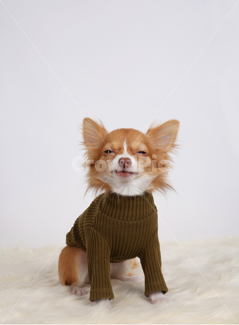 강아지,개,스튜디오,앉아있는강아지,찡그린표정,하얀색배경,치와와,장모치와와,옷입은강아지,dog,puppy,studio,sittingdog,whitebackground,chihuahua,longhairedchihuahua,dresseddog,frown,동물,animal,포유류,mammal,개,강아지,dog,doggy