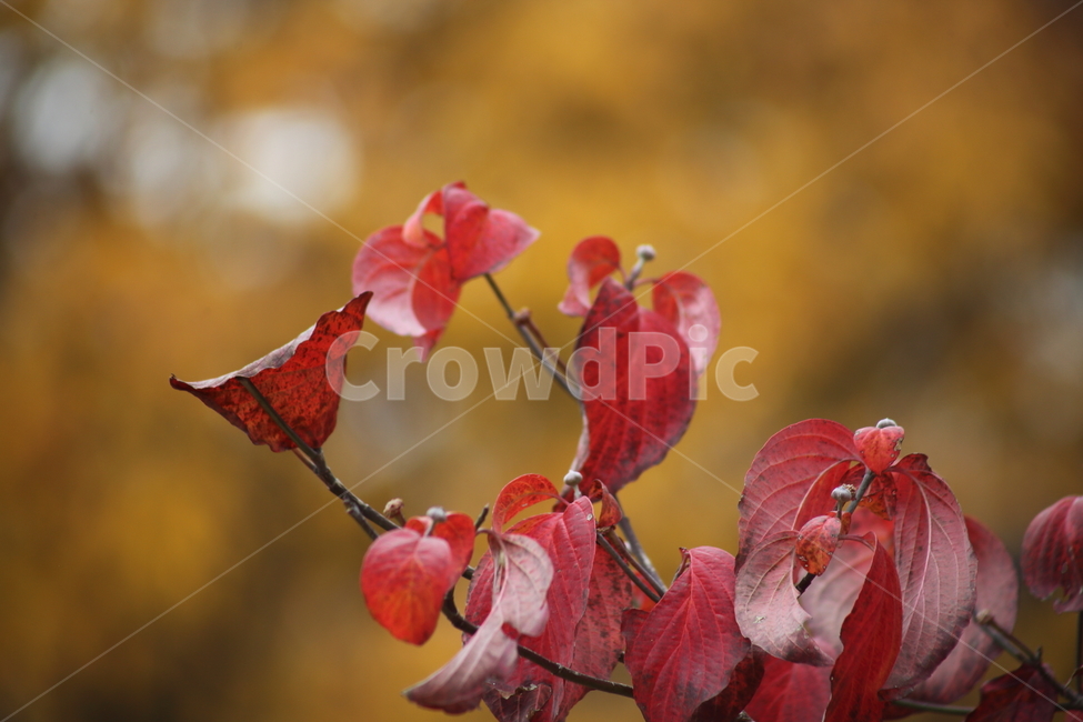단풍,꽃산딸나무,빨강,가을,floweringdogwood,가을,계절,fall,autumn,season,식물,자연,plants,nature,leaf,잎,plant