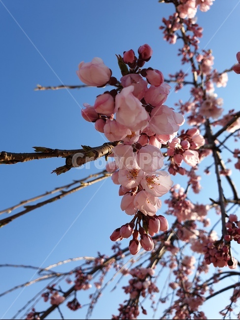 벚꽃,수양벚꽃,보라매공원,꽃구경,맑은날씨,봄,계절,spring,season,식물,자연,plants,nature,꽃,flower,plant,blossom
