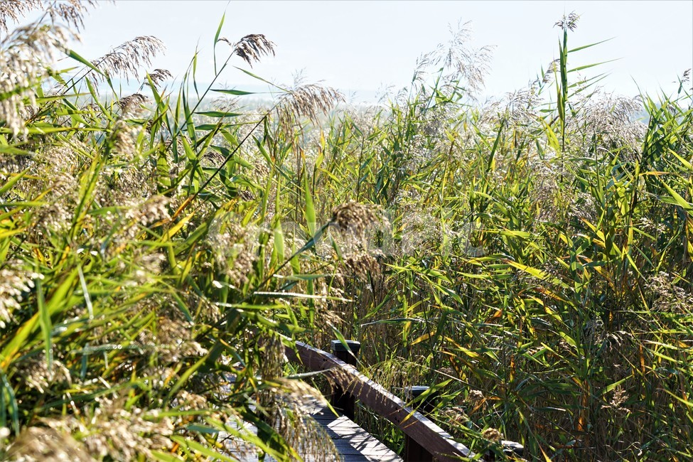 가을,갈대,자연,식물,하늘,감성,nature,fall,autumn,sky,가을,계절,fall,autumn,season,plant,grass,잔디,lawn