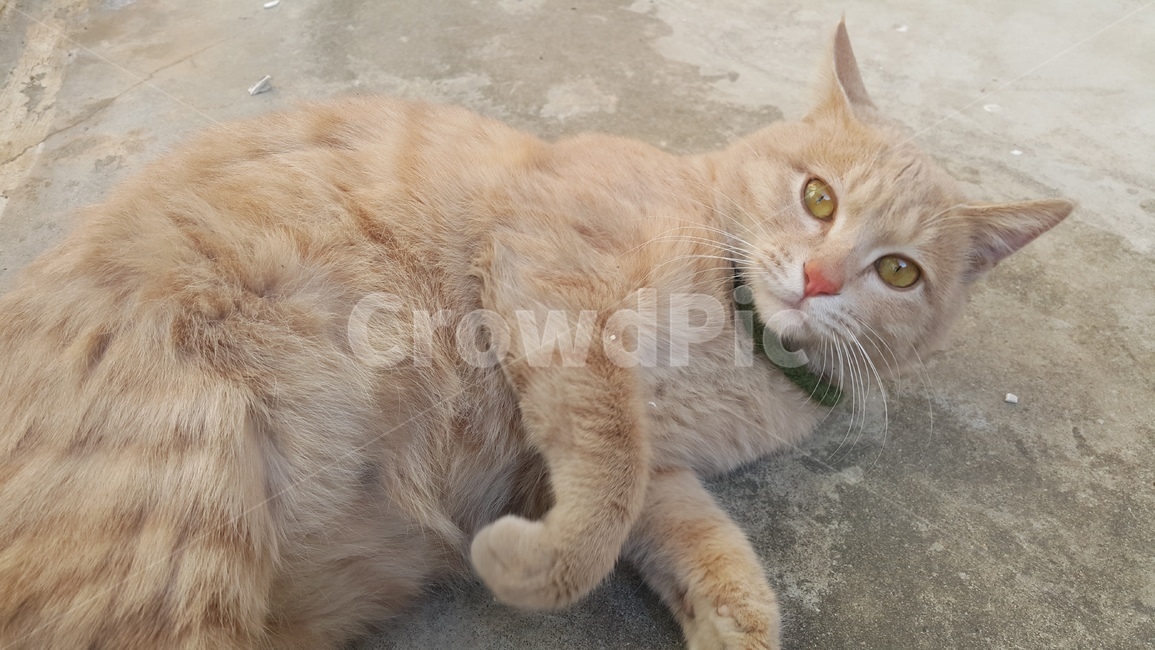 고양이,코리안숏컷,집사,포근함,따뜻함