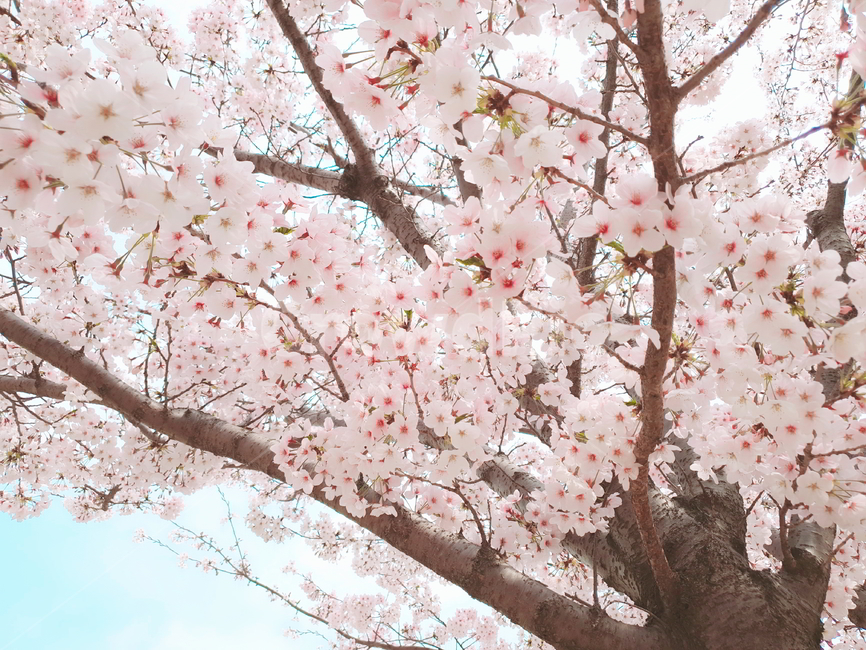 벚꽃,봄,하늘,계절,나무,cherryblossom,spring,blossom,핑크색,분홍색,연분홍색,벚나무,pink,sky,예쁜,tree,벚꽃축제,flower,beautiful,식물,season,자연,감성,봄,계절,spring,season,plant,꽃,cherry blossom