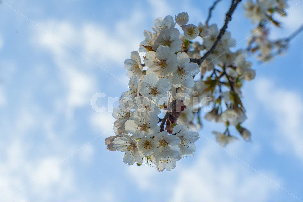 봄,벗꽃,벗나무,봄꽃,sping,하늘,구름,벗,꽃,봄,계절,spring,season,식물,자연,plants,nature,꽃,flower,plant
