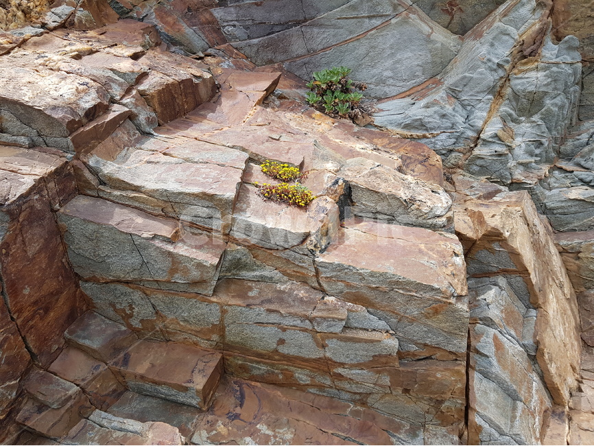 돌,꽃,절벽,바위,바다,자연,풍경,nature,landscape,flagstone,판석,slate,슬레이트