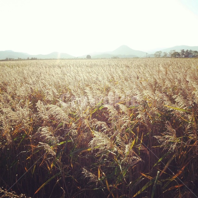 가을,갈대,갈대밭,갈대숲,차분한,자연,풍경,nature,landscape,grass,잔디,plant,식물