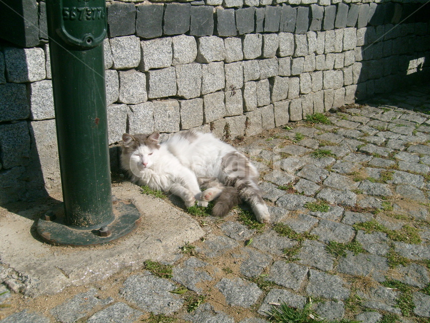 고양이,길고양이,햇살,나른함,편안함