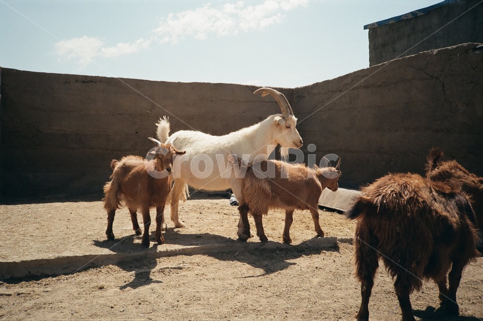 몽골,염소,동물,감성,자연,필름카메라,필름,몽골여행,natural,동물,animal,포유류,mammal