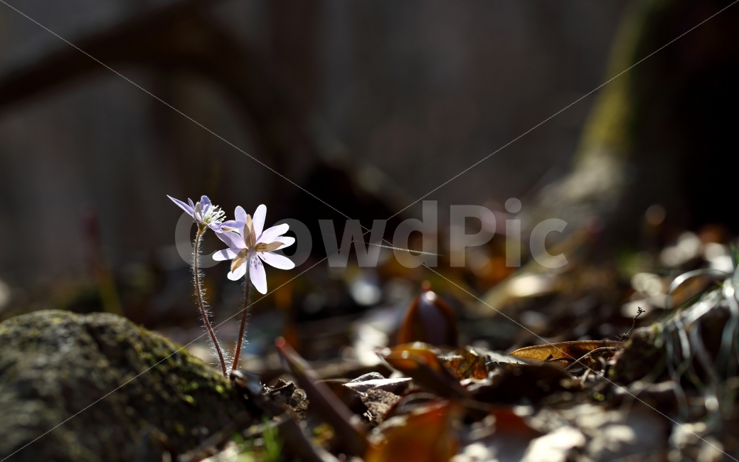 야생화,노루,바당화면,사진,꽃,식물,자연,plants,nature,꽃,flower