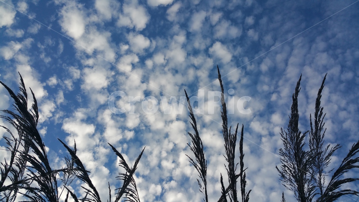 하늘,구름,갈대,sky,cloud,blue,reed
