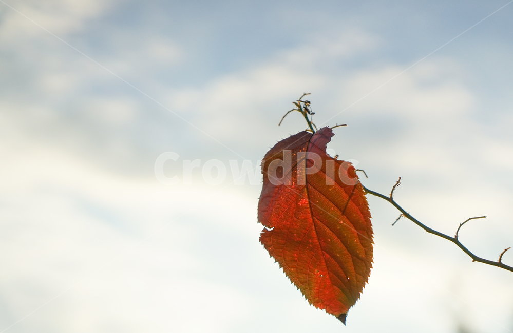 단풍,낙엽,나뭇잎,가을,나뭇가지,햇살,빛살,가을,계절,fall,autumn,season,veins,정맥
