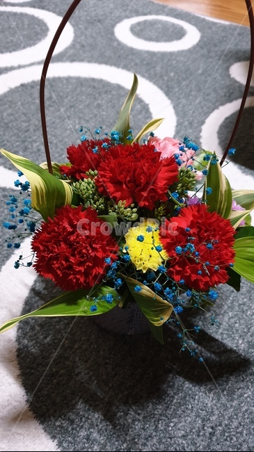 어버이날,카네이션,꽃바구니,빨간꽃,선물,꽃,flower,기념일,축하,anniversary,congratulation,celebrate,celebration