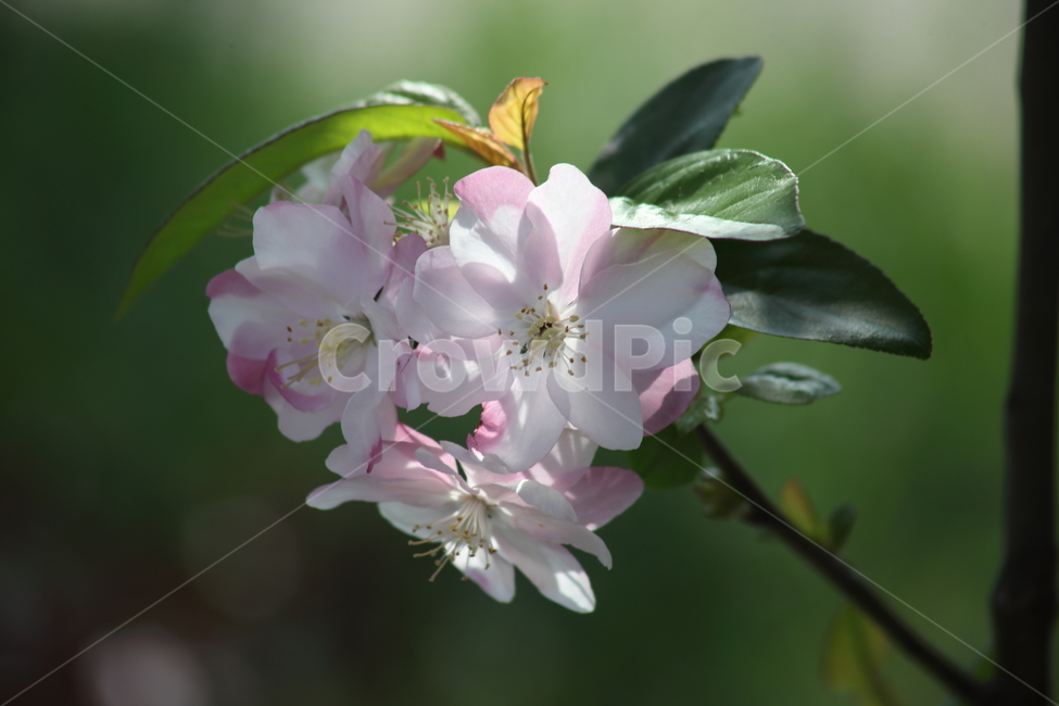꽃사과나무,꽃아그배나무,꽃,봄,crabapple,식물,자연,plants,nature,꽃,flower