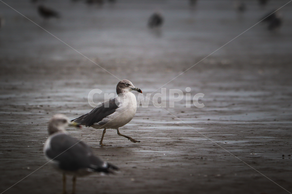 갈매기,바닷가,해변,가을,새,망원,bird,seagull,animal,동물,동물,animal,조류,새,birds