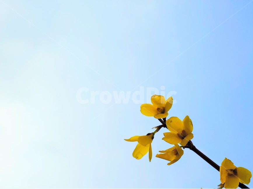 개나리,하늘,맑은,봄꽃,노랑,식물,자연,plants,nature,꽃,flower