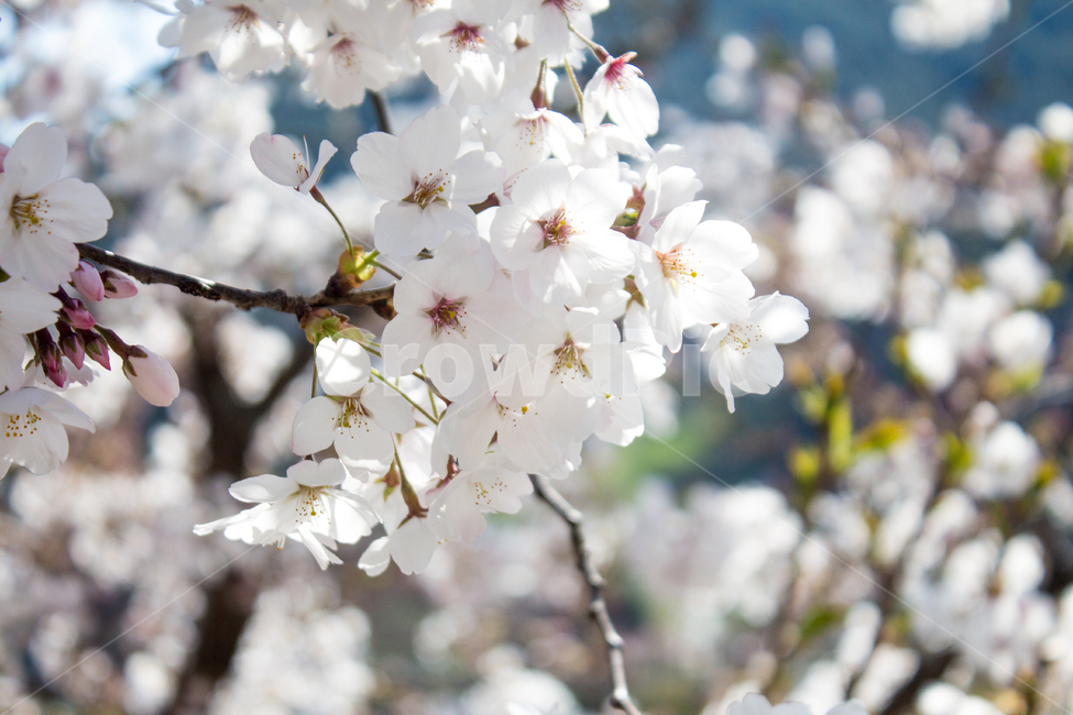 벚꽃,cherryblossom,봄꽃,꽃,flower,봄,spring