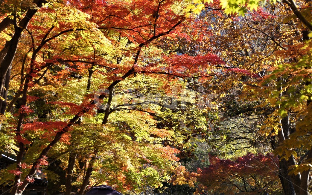 가을,단풍,나무,자연,식물,감성,자연풍경,풍경,trees,nature,autumn,season,emotion,가을,계절,fall,autumn,season,leaf,잎,plant,tree,maple