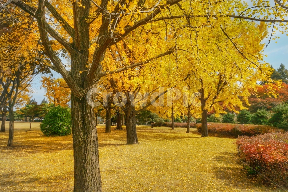 tree,나무,plant,식물,은행,은행나무,maple,fall,autumn,november,가을,계절,fall,autumn,season,자연,풍경,nature,landscape,tree trunk,나무 줄기