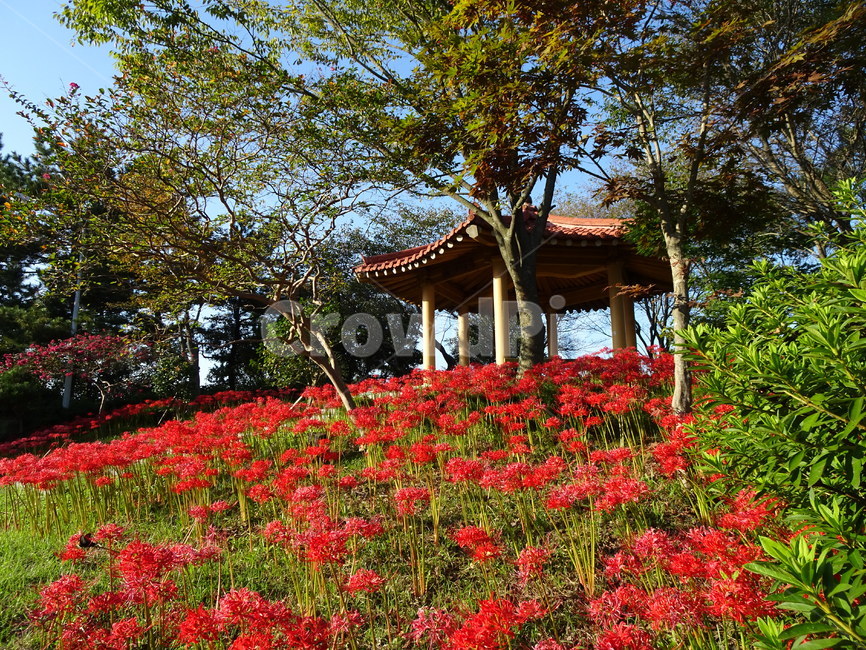 꽃,꽃무릇,상사화,산,봉대산,백일홍,빨강,분홍,자연,풍경,nature,landscape,식물,plants,꽃,flower