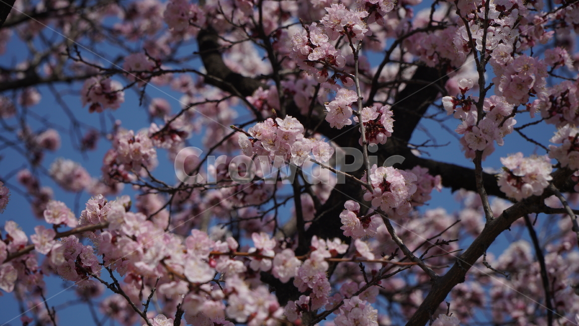 plant,식물,blossom,꽃,flower