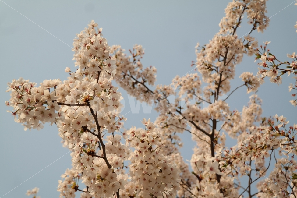 벚꽃,꽃,하늘,봄,나무,자연,분홍,식물,자연,plants,nature,봄,계절,spring,season,꽃,flower,plant,blossom