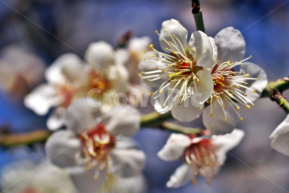 매화,매실나무,매실나무꽃,꽃,봄,계절,꽃봉우리,꽃망울,식물,자연,plants,nature,꽃,flower