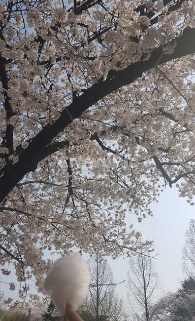 벚꽃,봄,봄꽃,솜사탕,봄봄봄,cherryblossoms,자연,계절,분위기,힐링,휴식,감성,감성사진,분홍,핑크,pink,봄분위기,공원,park