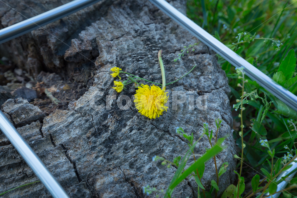 꽃,나무,프레임,노란색,자연,식물,풍경,꽃,flower