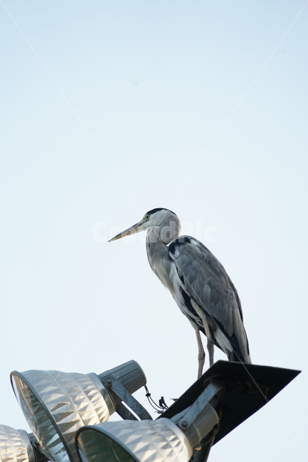 새,조류,bird,동물,척추동물,동물,animal,조류,새,birds