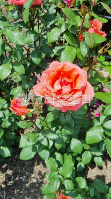 장미,장미꽃,분홍장미,분홍색장미,flower,rose,꽃잎,꽃,오렌지주황장미,leaf,petal,정원