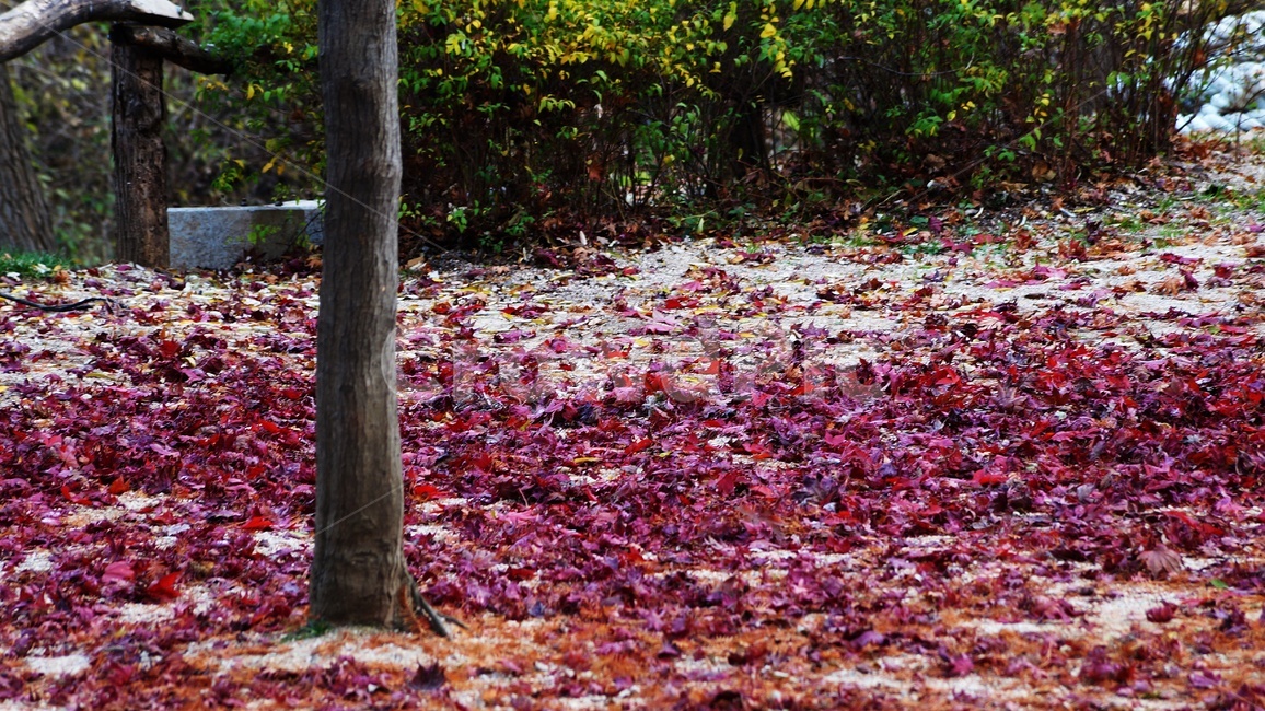 가을,나무,낙엽,식물,자연,가을,계절,fall,autumn,season,식물,자연,plants,nature,나무,trees,wood,leaf,잎,plant,tree,ground,바닥