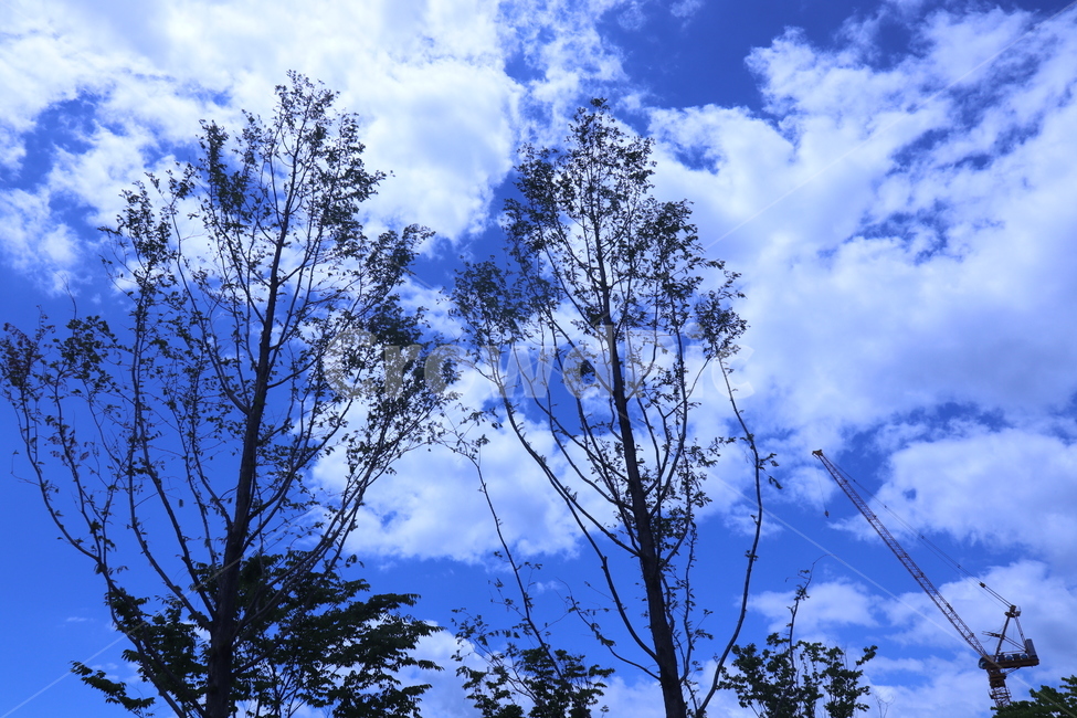푸른,하늘,구름,나무,나뭇가지,크레인,bluesky