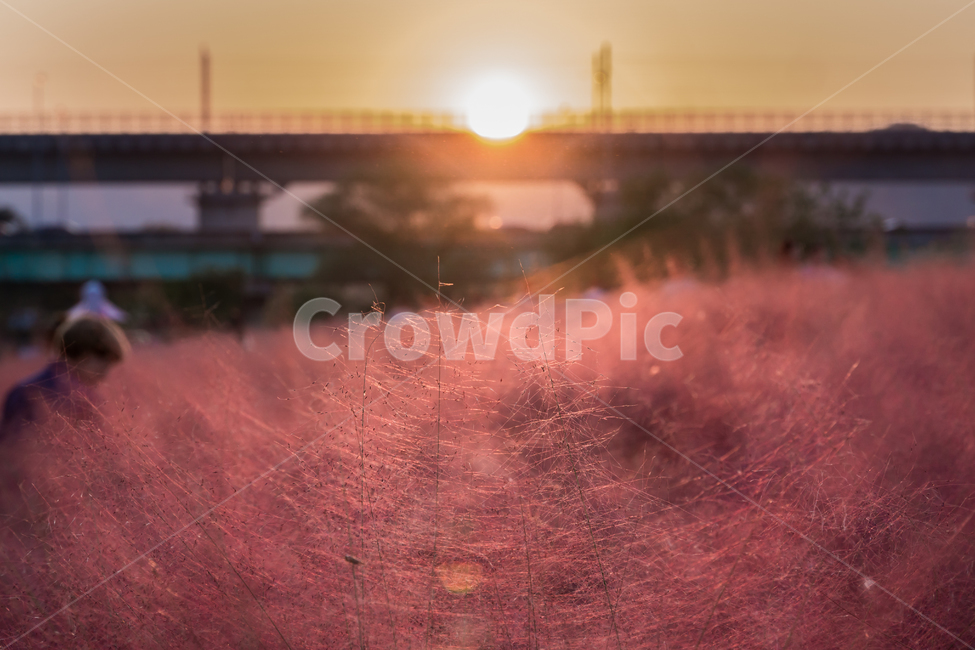 핑크뮬리,뮬리,가을,pinkmuhly,자연,공원,핑크,pink,식물,가을,계절,fall,autumn,season,light,빛,flare,플레어