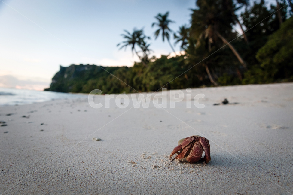 해변,모래,섬,열대,게,바다,beach,sand,island,tropical,crab