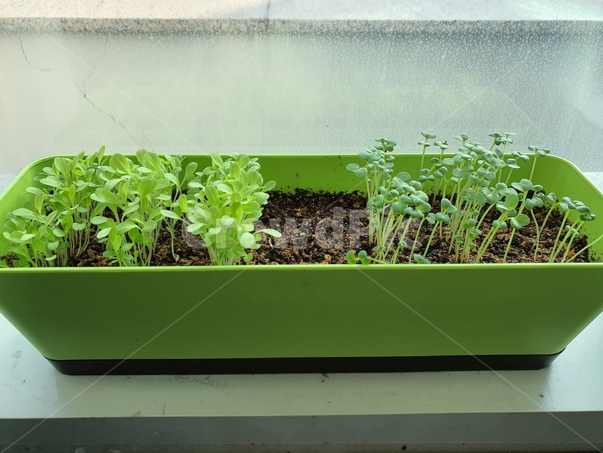 plant,식물,pottedplant,화분,pottery,planter,파종기,herbs,새싹,청상추,적겨자,실내용화초,화분,화초,house plant