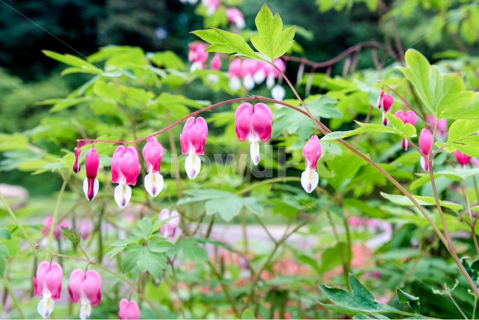 봄,꽃,향기,산책,flower,금낭화,비,식물,자연,plants,nature,꽃,flower