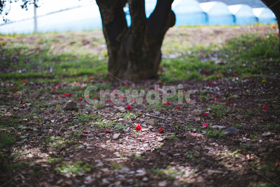 봄,동백,꽃,나무,식물,자연,풍경,빨간색,꽃,flower