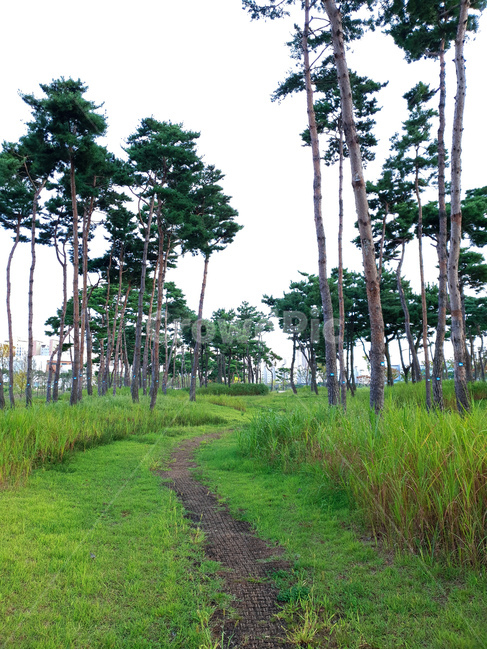 소나무,공원,초록,잔디,하늘,풍경,자연,풍경,nature,landscape,summer,여름