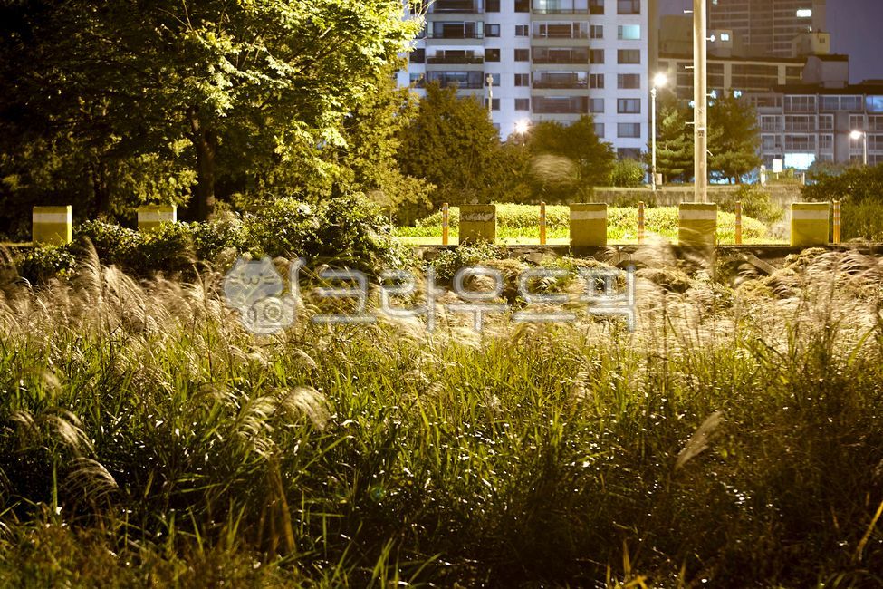 밤,야경,한강시민공원,한강,나무,도시풍경,도시,도시야경,갈대,여름밤